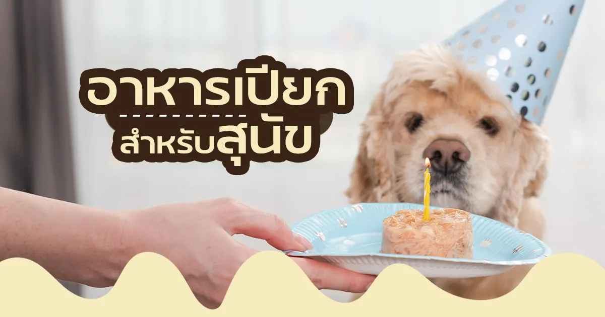 อาหารเปียกสุนัข