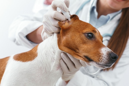 ยาหยอดหูสุนัขช่วยอะไร ประโยชน์