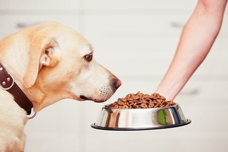 ประโยชน์ของอาหารเม็ดสุนัข