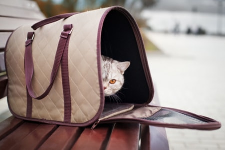 กระเป๋าใส่แมวแบบมีหูจับ