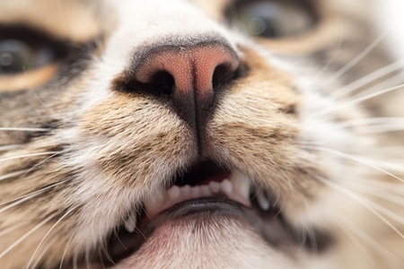 สาเหตุที่แมวมีกลิ่นปาก