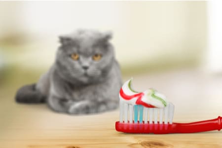 ยาสีฟันแมวมีรสชาติอะไรบ้าง