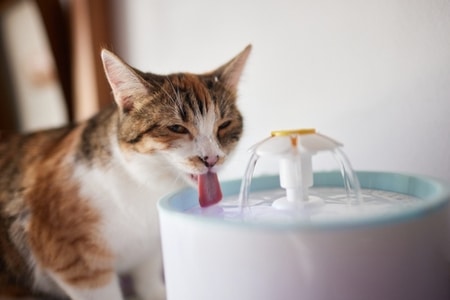 น้ำพุแมวสำคัญอย่างไร ทำไมต้องใช้