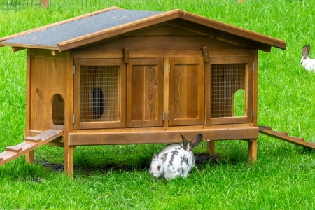 บ้านกระต่าย