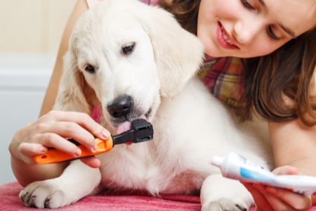 เทคนิคฝึกสุนัขไม่ให้กลัวการแปรงฟัน