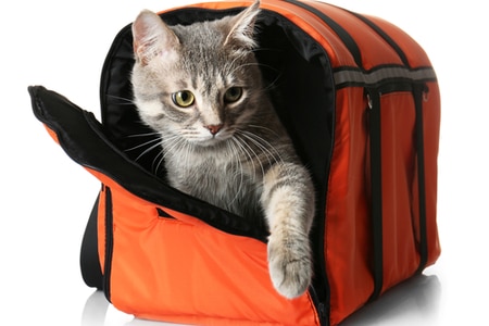 ประเภทของกระเป๋าใส่แมว