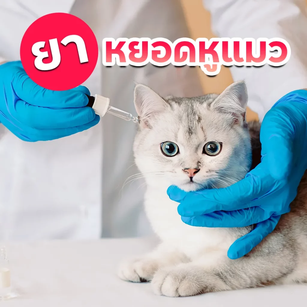 ยาหยอดหูแมว คืออะไร