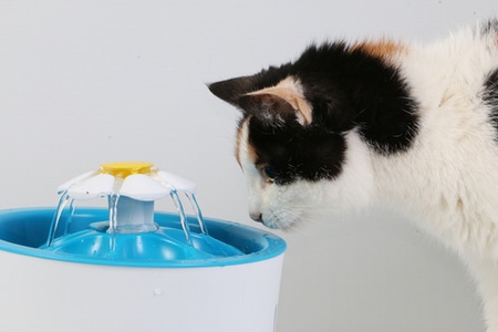 น้ำพุแมวคืออะไร