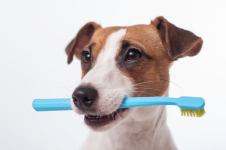 ยาสีฟันสุนัข คืออะไร