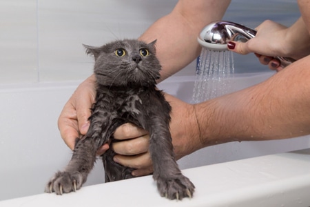 ประโยชน์ของแชมพูอาบน้ำแมว