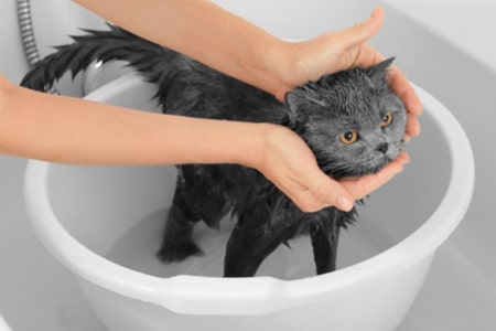 ข้อควรระวังในการอาบน้ำแมว