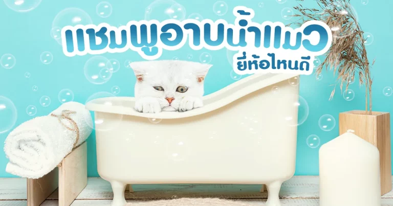 แชมพูอาบน้ำแมว ยี่ห้อไหนดี