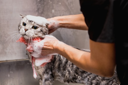 ทำไมต้องอาบน้ำให้แมว