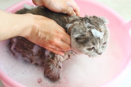 วิธีอาบน้ำแมว