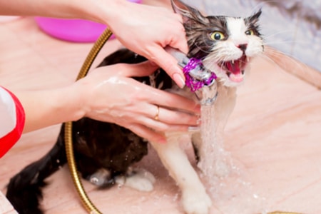 คำถามที่พบบ่อยของการอาบน้ำแมว