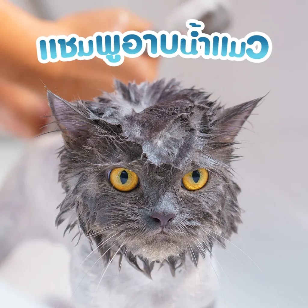 แชมพูอาบน้ำแมว คืออะไร